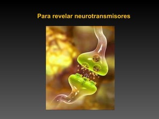 Para revelar neurotransmisores 