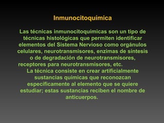 Inmunocitoquímica Las técnicas inmunocitoquímicas son un tipo de técnicas histológicas que permiten identificar elementos del Sistema Nervioso como orgánulos celulares, neurotransmisores, enzimas de síntesis o de degradación de neurotransmisores, receptores para neurotransmisores, etc.  La técnica consiste en crear artificialmente sustancias químicas que reconozcan específicamente al elemento que se quiere estudiar; estas sustancias reciben el nombre de anticuerpos.  
