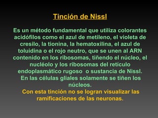 Tinción de Nissl Es un método fundamental que utiliza colorantes acidófilos como el azul de metileno, el violeta de cresilo, la tionina, la hematoxilina, el azul de toluidina o el rojo neutro, que se unen al ARN contenido en los ribosomas, tiñendo el núcleo, el nucléolo y los ribosomas del retículo endoplasmático rugoso  o sustancia de Nissl. En las células gliales solamente se tiñen los núcleos. Con esta tinción no se logran visualizar las ramificaciones de las neuronas. 