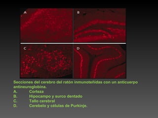 Secciones del cerebro del ratón inmunoteñidas con un anticuerpo antineuroglobina. A. Corteza B. Hipocampo y surco dentado C. Tallo cerebral D. Cerebelo y células de Purkinje. 