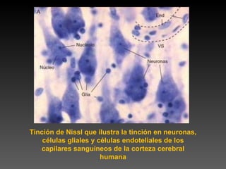 Tinción de Nissl que ilustra la tinción en neuronas, células gliales y células endoteliales de los capilares sanguíneos de la corteza cerebral humana 