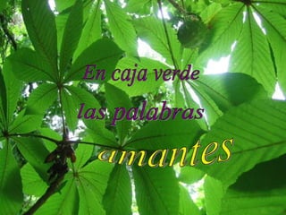 En caja verde las palabras amantes