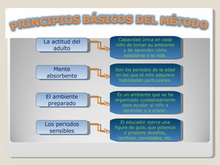 Mente absorbente La actitud del adulto El ambiente preparado Los periodos sensibles Capacidad única en cada niño de tomar su ambiente y de aprender cómo adaptarse a la vida. Son los periodos de la edad en los que el niño adquiere habilidades particulares. Es un ambiente que se ha organizado cuidadosamente para ayudar al niño a aprender y a crecer. El educador ejerce una figura de guía, que potencia o propone desafíos, cambios, novedades, etc. 