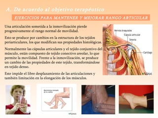 A. De acuerdo al objetivo terapéutico   EJERCICIOS PARA MANTENER Y MEJORAR RANGO ARTICULAR   Una articulación sometida a la inmovilización pierde progresivamente el rango normal de movilidad.  Esto se produce por cambios en la estructura de los tejidos periarticulares, los que modifican sus propiedades histológicas.  Normalmente las cápsulas articulares y el tejido conjuntivo del músculo, están compuesto de tejido conectivo areolar, lo que permite la movilidad. Frente a la inmovilización, se produce un cambio de las propiedades de este tejido, transformándose en tejido denso.  Este impide el libre desplazamiento de las articulaciones y también limitación en la elongación de los músculos.  