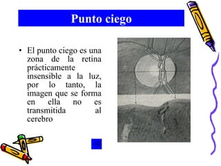 Punto ciego El punto ciego es una zona de la retina prácticamente insensible a la luz, por lo tanto, la imagen que se forma en ella no es transmitida al cerebro 