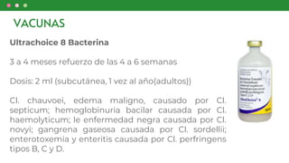 VACUNAS
Ultrachoice 8 Bacterina
3 a 4 meses refuerzo de las 4 a 6 semanas
Dosis: 2 ml (subcutánea, 1 vez al año(adultos))
Cl. chauvoei, edema maligno, causado por Cl.
septicum; hemoglobinuria bacilar causada por Cl.
haemolyticum; le enfermedad negra causada por Cl.
novyi; gangrena gaseosa causada por Cl. sordellii;
enterotoxemia y enteritis causada por Cl. perfringens
tipos B, C y D.
 