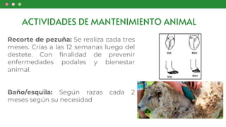 Recorte de pezuña: Se realiza cada tres
meses. Crías a las 12 semanas luego del
destete. Con finalidad de prevenir
enfermedades podales y bienestar
animal.
Baño/esquila: Según razas cada 2
meses según su necesidad
ACTIVIDADES DE MANTENIMIENTO ANIMAL
 