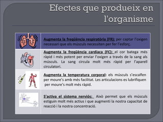 Augmenta la freqüència respiratòria (FR):   per captar l’oxigen necessari que els músculs necessiten per fer l’esforç. Augmenta la freqüència cardíaca (FC):  el cor batega més ràpid i més potent per enviar l’oxigen a través de la sang als músculs. La sang circula molt més ràpid per l’aparell circulatori. Augmenta la temperatura corporal :  els músculs s’escalfen per moure’s amb més facilitat. Les articulacions es lubrifiquen  per moure’s molt més ràpid. S’activa el sistema nerviós:  Això permet que els músculs estiguin molt més actius i que augmenti la nostra capacitat de reacció i la nostra concentració. 