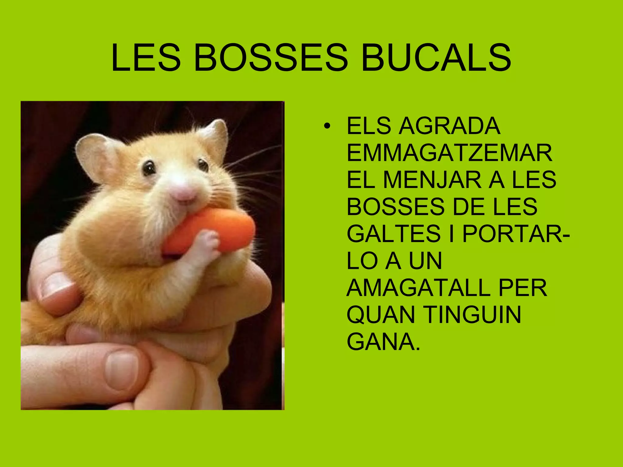 LES BOSSES BUCALS ELS AGRADA EMMAGATZEMAR EL MENJAR A LES BOSSES DE LES GALTES I PORTAR-LO A UN AMAGATALL PER QUAN TINGUIN GANA. 