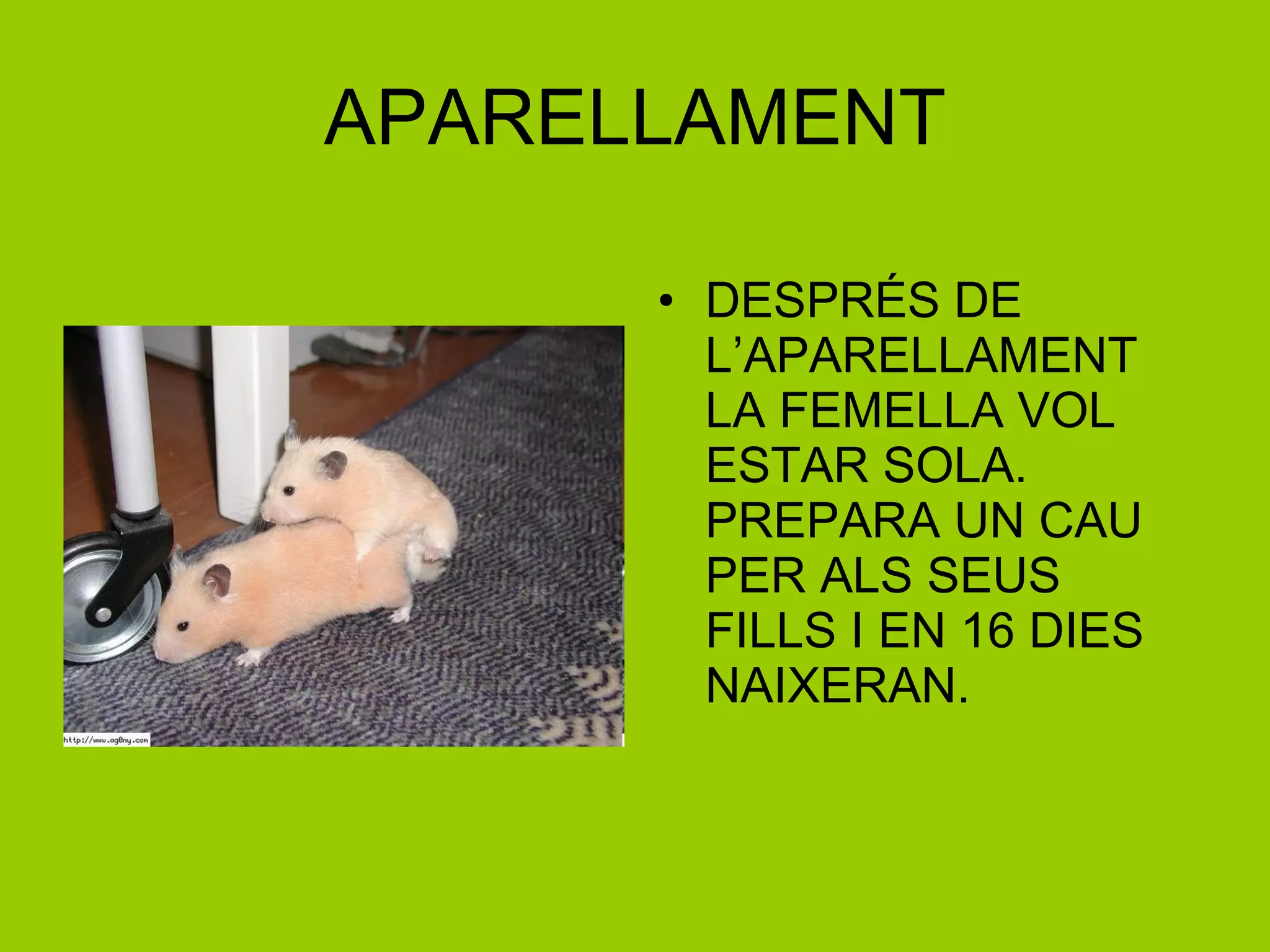 APARELLAMENT DESPRÉS DE L’APARELLAMENT LA FEMELLA VOL ESTAR SOLA. PREPARA UN CAU PER ALS SEUS FILLS I EN 16 DIES NAIXERAN. 