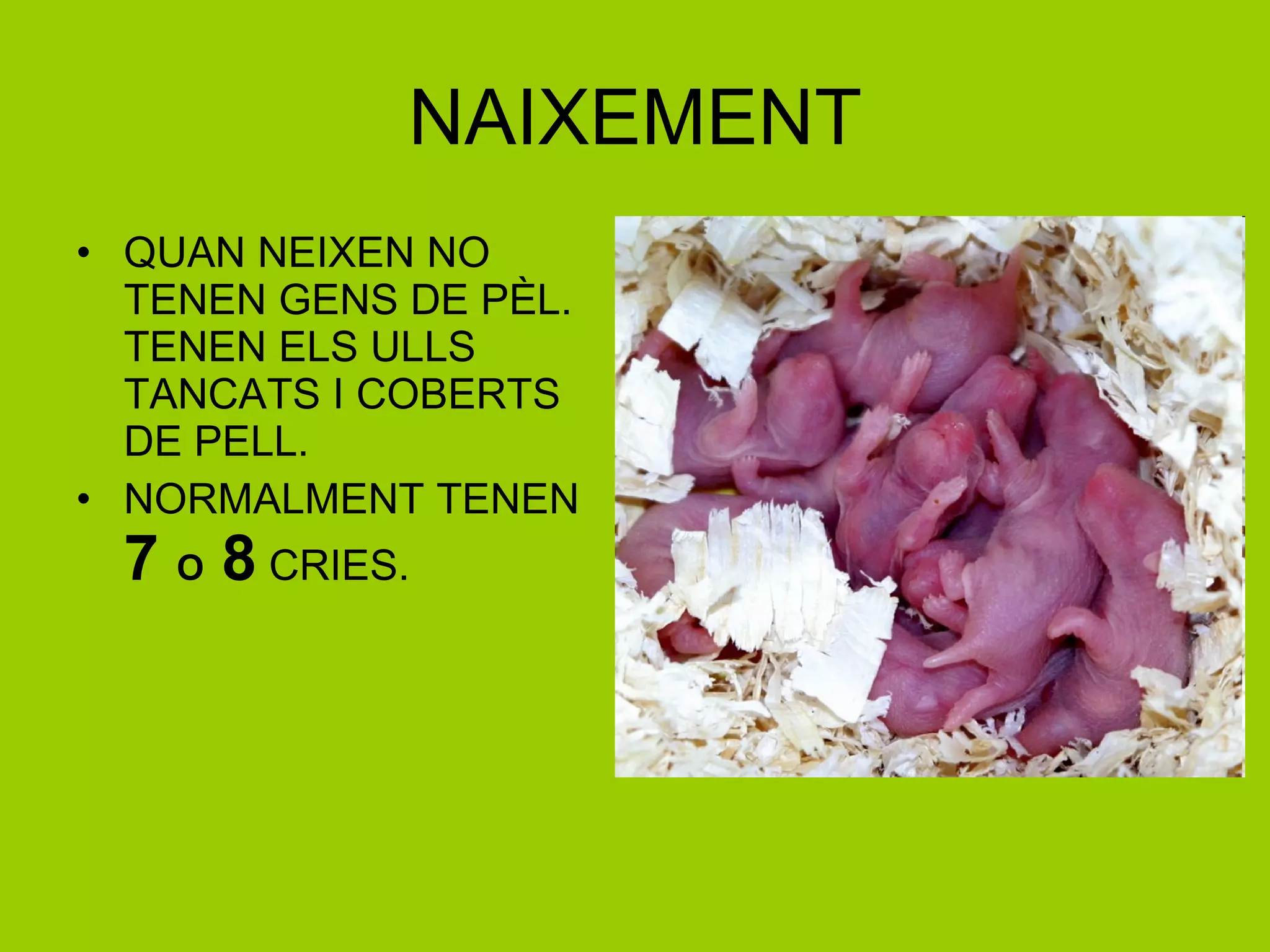 NAIXEMENT QUAN NEIXEN NO TENEN GENS DE PÈL. TENEN ELS ULLS TANCATS I COBERTS DE PELL. NORMALMENT TENEN  7  O  8  CRIES. 