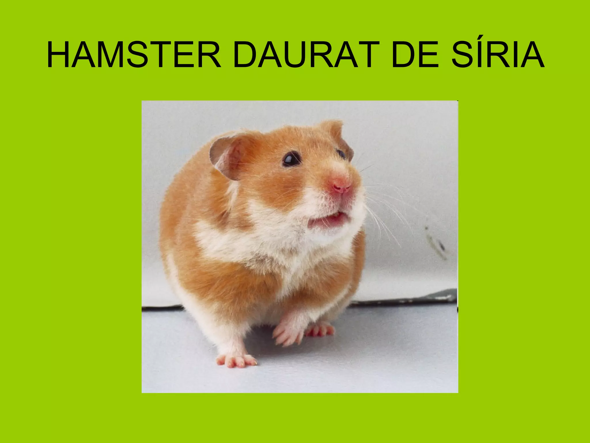 HAMSTER DAURAT DE SÍRIA 
