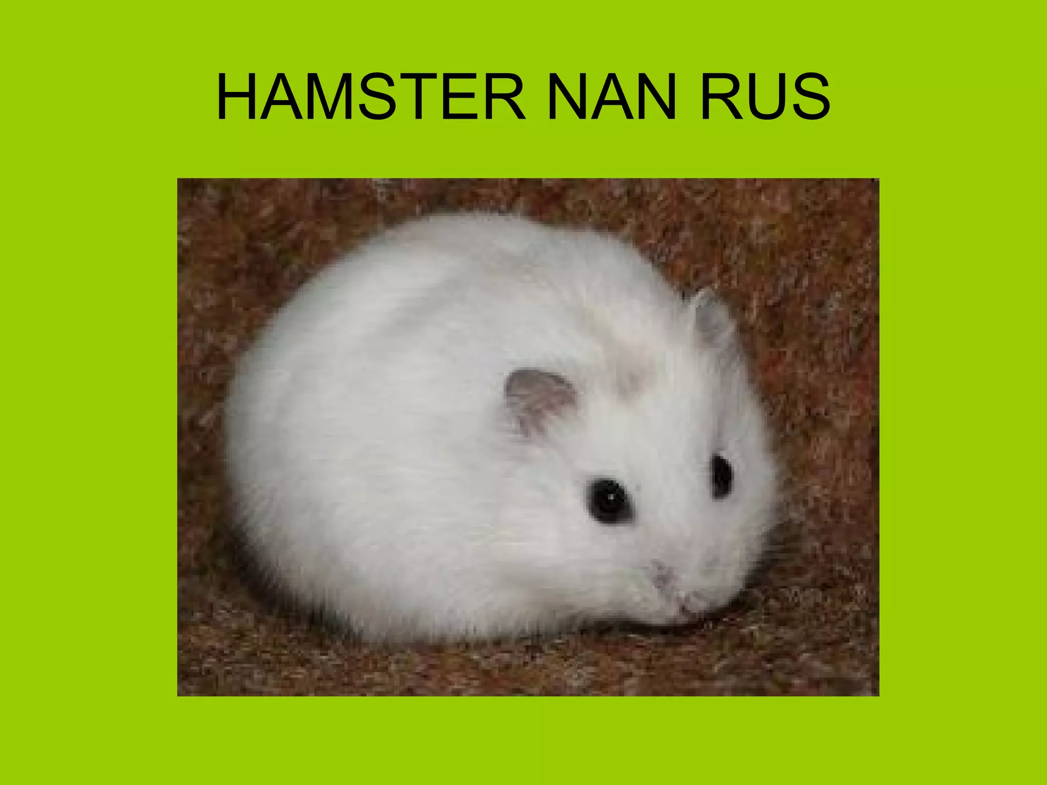 HAMSTER NAN RUS 