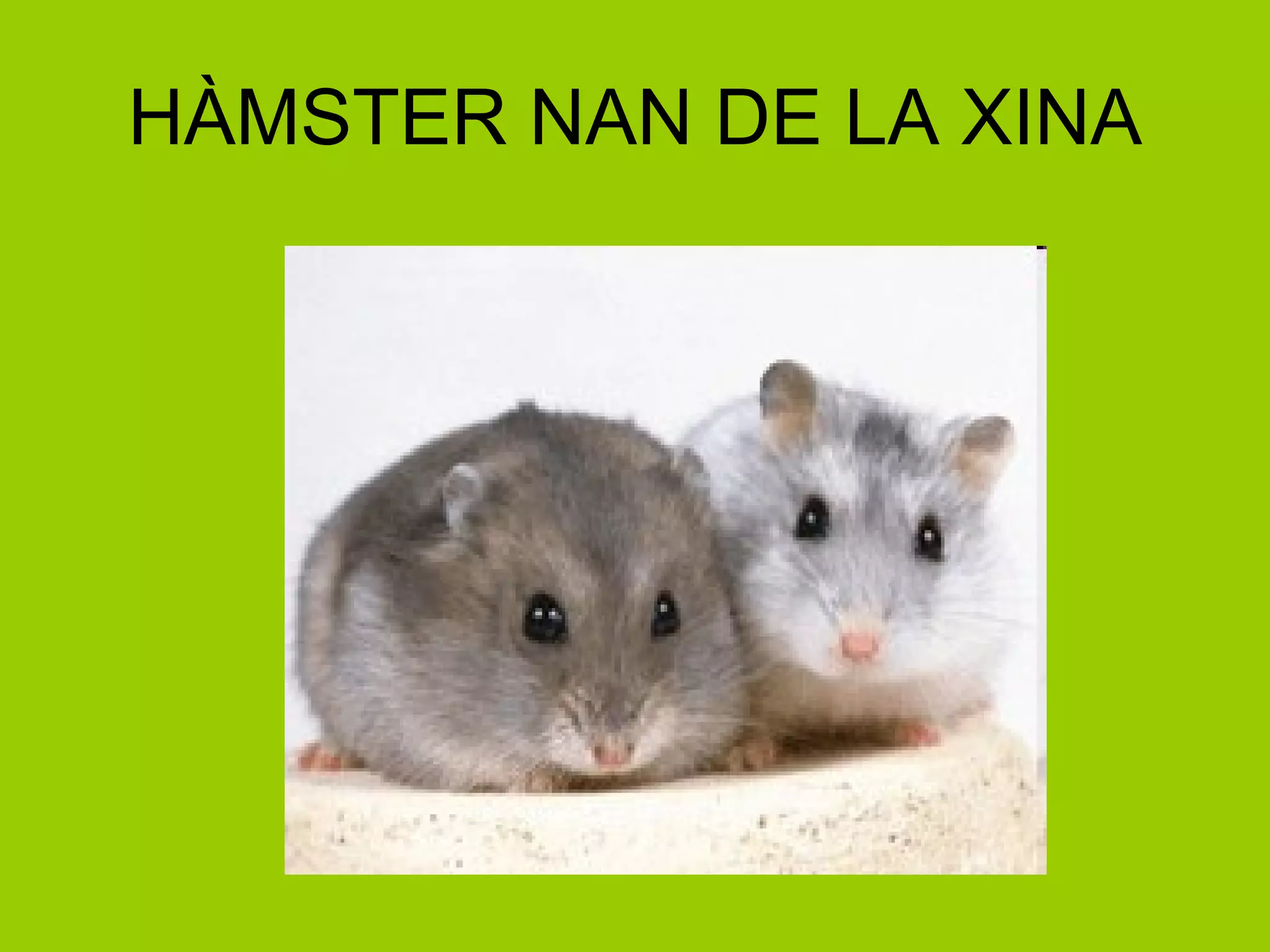 HÀMSTER NAN DE LA XINA 