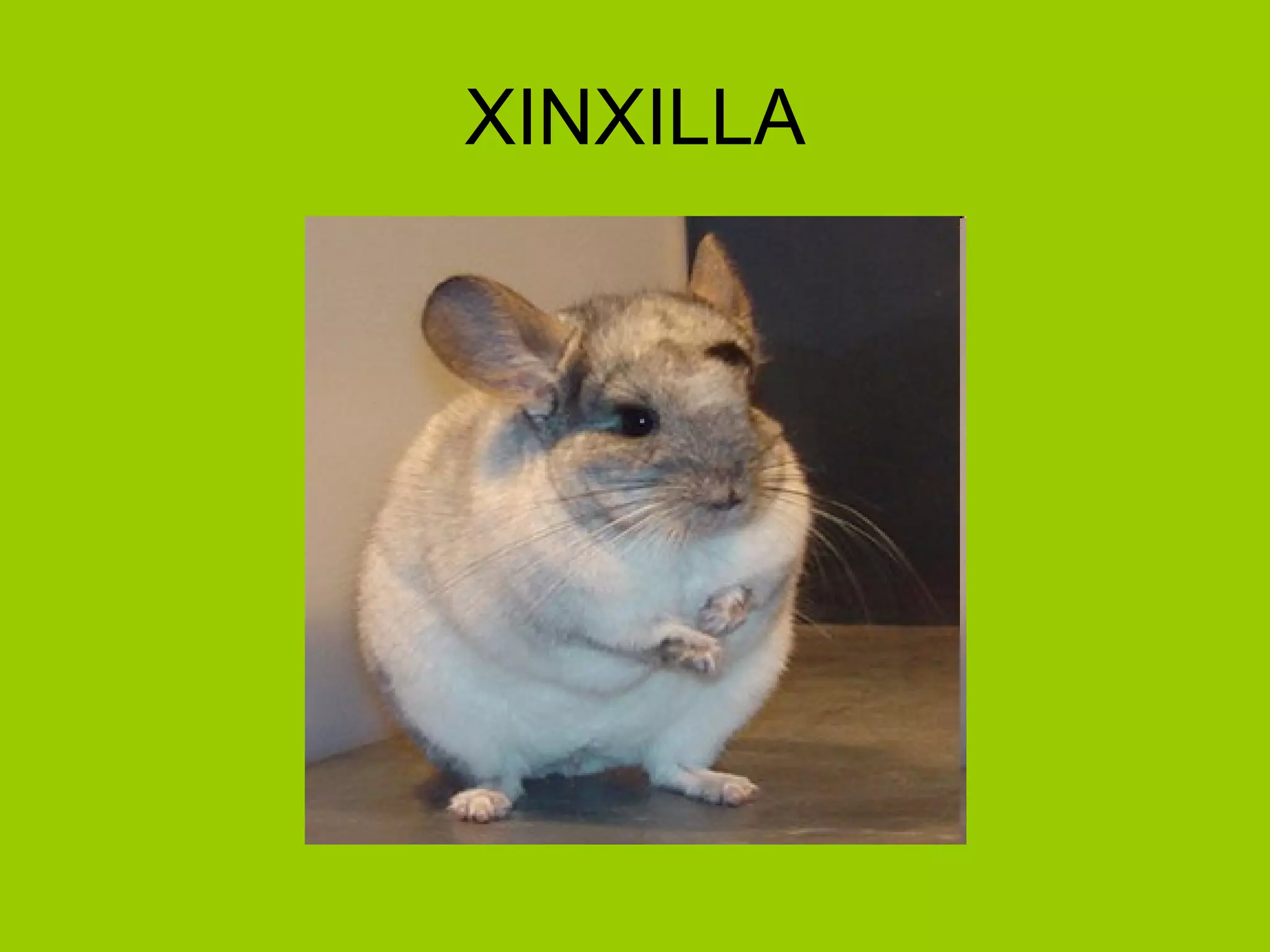 XINXILLA 