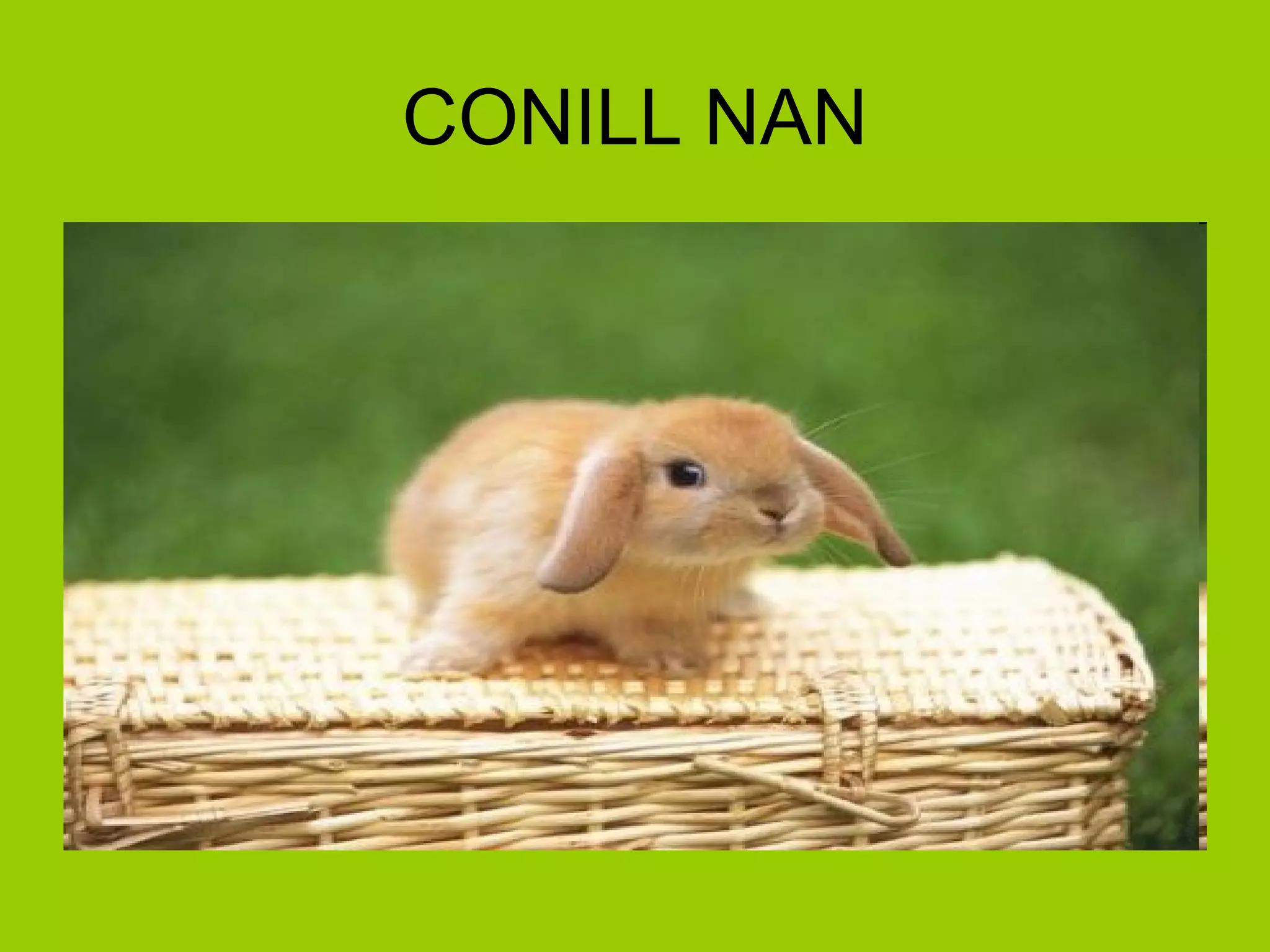 CONILL NAN 