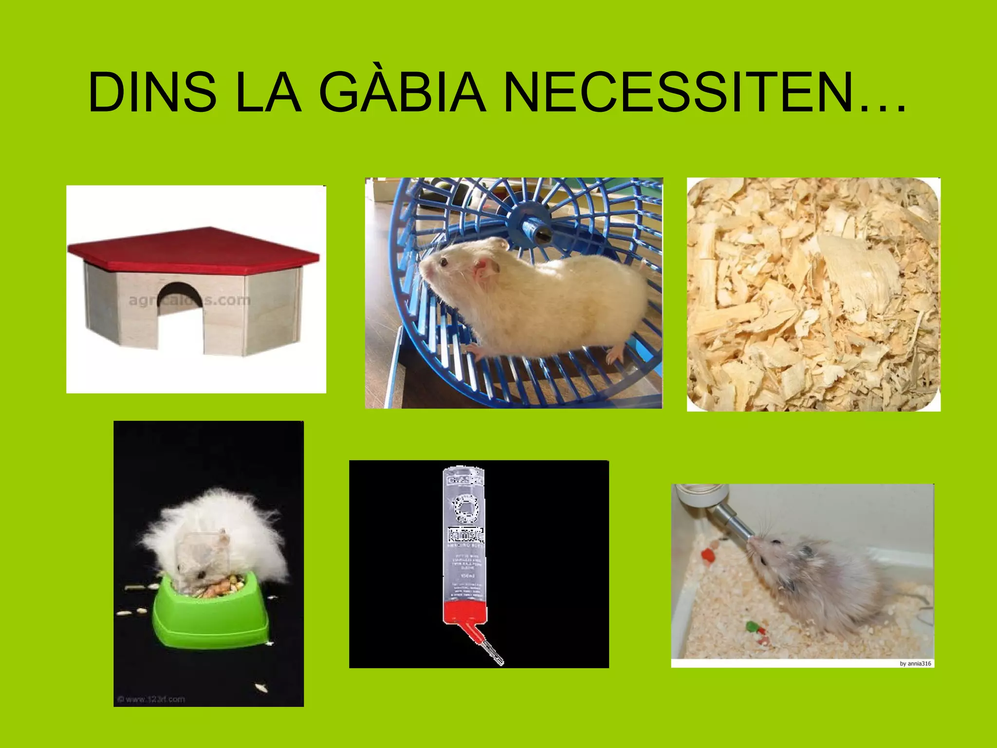 DINS LA GÀBIA NECESSITEN… 