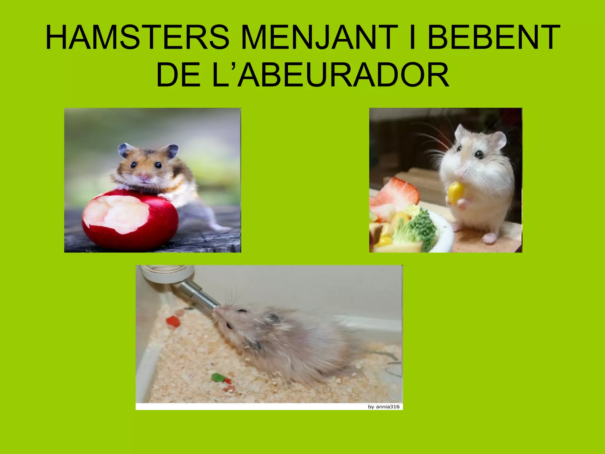 HAMSTERS MENJANT I BEBENT DE L’ABEURADOR 
