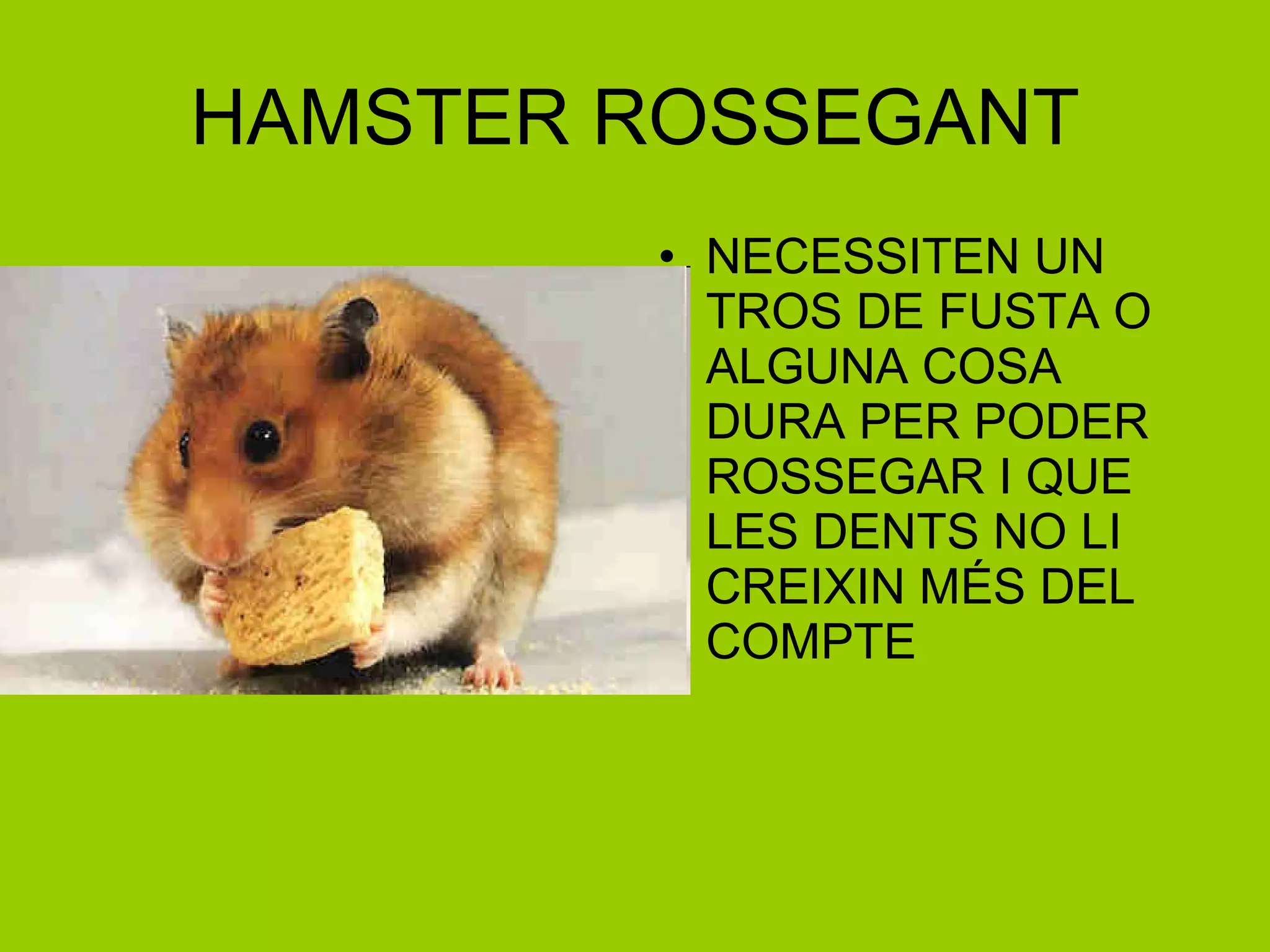 HAMSTER ROSSEGANT NECESSITEN UN TROS DE FUSTA O ALGUNA COSA DURA PER PODER ROSSEGAR I QUE LES DENTS NO LI CREIXIN MÉS DEL COMPTE 