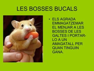 LES BOSSES BUCALS ELS AGRADA EMMAGATZEMAR EL MENJAR A LES BOSSES DE LES GALTES I PORTAR-LO A UN AMAGATALL PER QUAN TINGUIN GANA. 