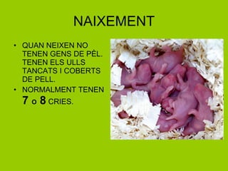 NAIXEMENT QUAN NEIXEN NO TENEN GENS DE PÈL. TENEN ELS ULLS TANCATS I COBERTS DE PELL. NORMALMENT TENEN  7  O  8  CRIES. 