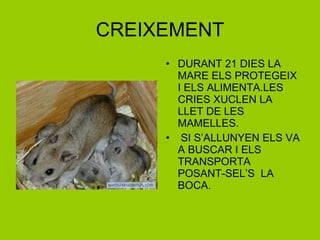 CREIXEMENT DURANT 21 DIES LA MARE ELS PROTEGEIX I ELS ALIMENTA.LES CRIES XUCLEN LA LLET DE LES MAMELLES. SI S’ALLUNYEN ELS VA A BUSCAR I ELS TRANSPORTA POSANT-SEL’S  LA BOCA. 