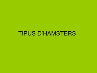 TIPUS D’HAMSTERS 
