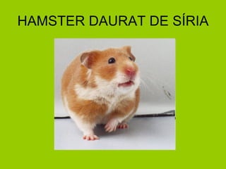 HAMSTER DAURAT DE SÍRIA 