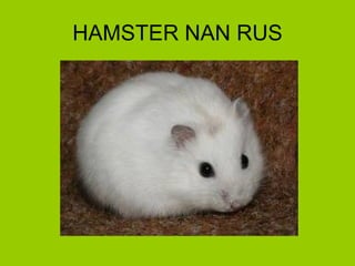 HAMSTER NAN RUS 