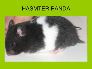 HASMTER PANDA 