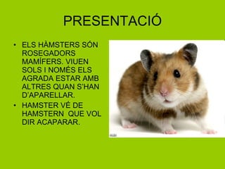 PRESENTACIÓ ELS HÀMSTERS SÓN ROSEGADORS MAMÍFERS. VIUEN SOLS I NOMÉS ELS AGRADA ESTAR AMB ALTRES QUAN S’HAN D’APARELLAR. HAMSTER VÉ DE HAMSTERN  QUE VOL DIR ACAPARAR. 