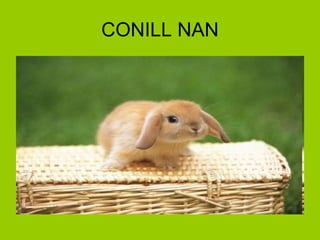 CONILL NAN 