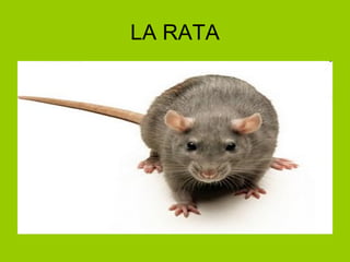 LA RATA 
