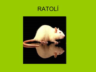 RATOLÍ 