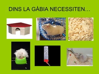 DINS LA GÀBIA NECESSITEN… 