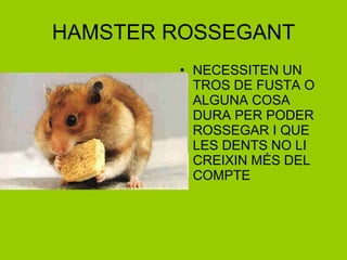 HAMSTER ROSSEGANT NECESSITEN UN TROS DE FUSTA O ALGUNA COSA DURA PER PODER ROSSEGAR I QUE LES DENTS NO LI CREIXIN MÉS DEL COMPTE 
