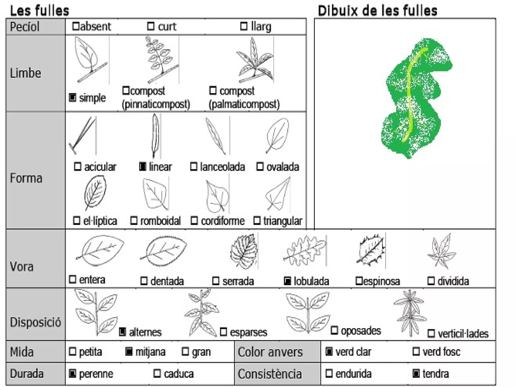 Card lleter
 Nom vulgar català: Card lleter
 Nom vulgar en Anglés: Milk thistle
 Altres nom Vulgars: Cardo Mariano
 Nom Científic: Silybum marianum
 Data de recollida: 13 /5/2012
 Lloc d’Observació: Bosc
 Altres dades: És una mala herba
 