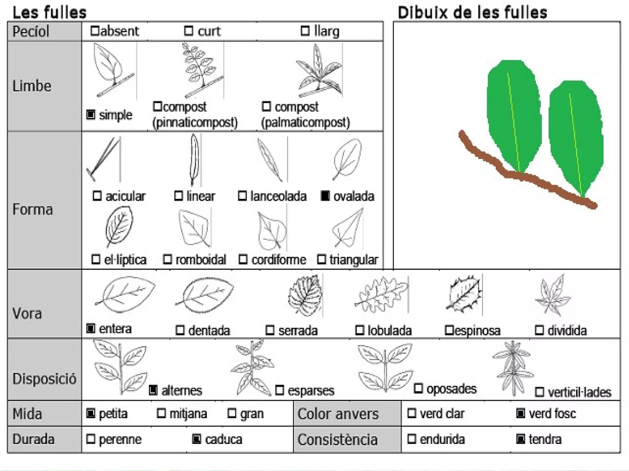 Marfull
• Nom vulgar català: Marfull
• Nom vulgar en Anglés: Vibernum
• Altres nom Vulgars: Durillo
• Nom Científic: Viburnum tinus
• Data de recollida: 13 /5/2012
• Lloc d’Observació: Bosc
• Altres dades: Te unes flos boniques
 
