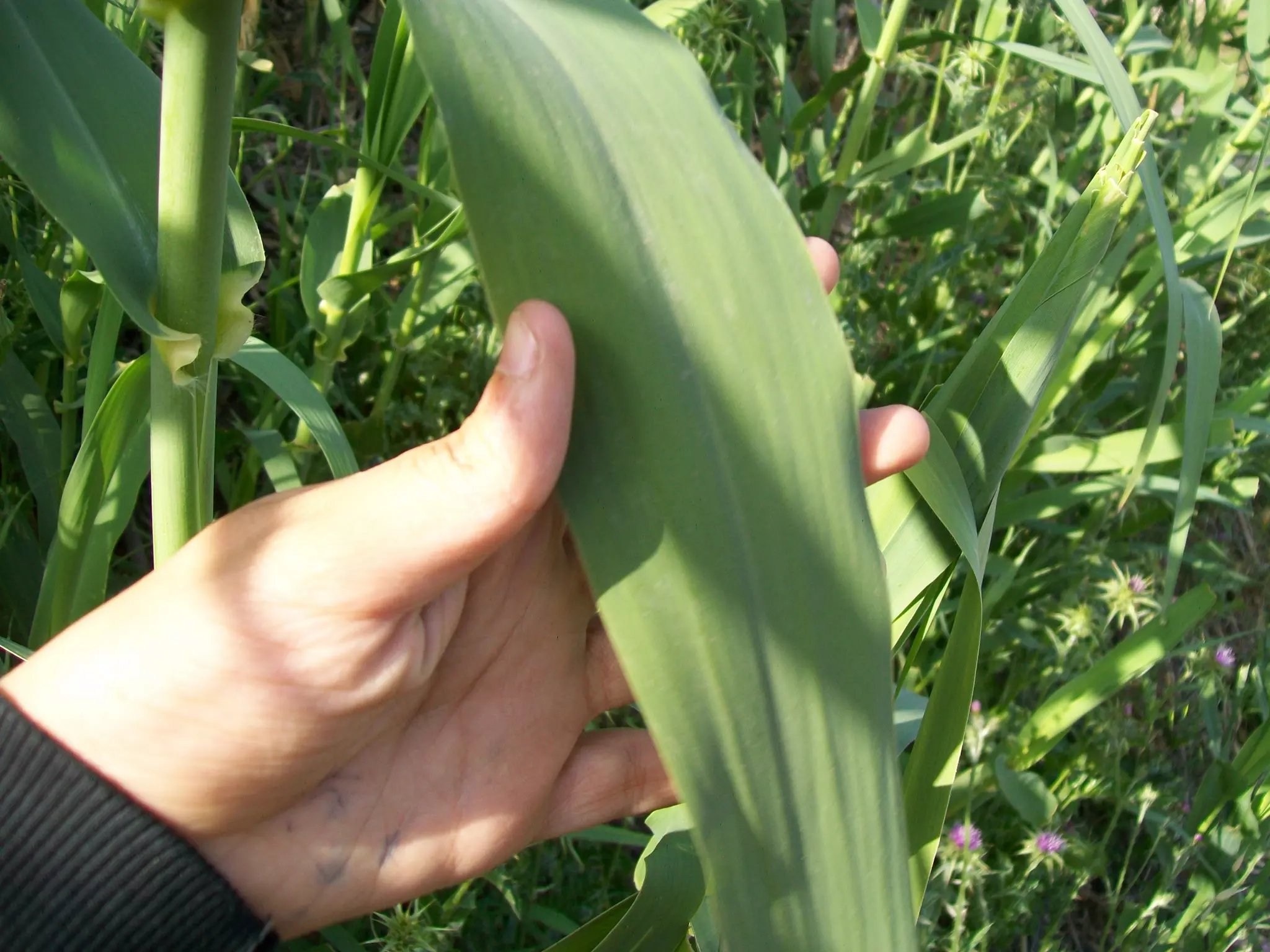Canya
   Nom vulgar català: Canya
   Nom vulgar en Anglés: Cane
   Altres nom Vulgars: Caña
   Nom Científic: Arundo donax
   Data de recollida: 13 /5/2012
   Lloc d’Observació: Jardí
   Usos tradicionals de la planta: S'utilitza com a
    tallavent
   Altres dades: És troba a prop dels rius
 