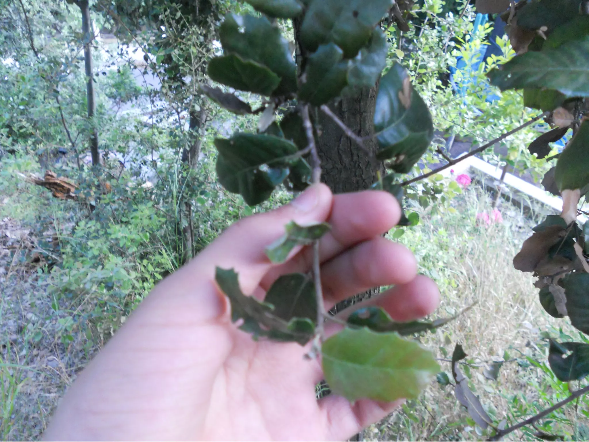 Alzina
 Nom vulgar català: Alzina
 Nom vulgar en Anglés: Encina
 Altres nom Vulgars: holm oak
 Nom Científic: Quercus ilex
 Data de recollida: 13 /5/2012
 Lloc d’Observació: Bosc
 Usos tradicionals de la planta: La fusta de l'alzina és
  dura i compacta i s'utilitza per fer eines de pagès i fusteria .
  Les branques, des de temps immemorial, es fan servir per
  fer llenya i carbó vegetal de qualitat excel.lent .
 Altres dades: Fa un fruit, que s’anomena sengla
 