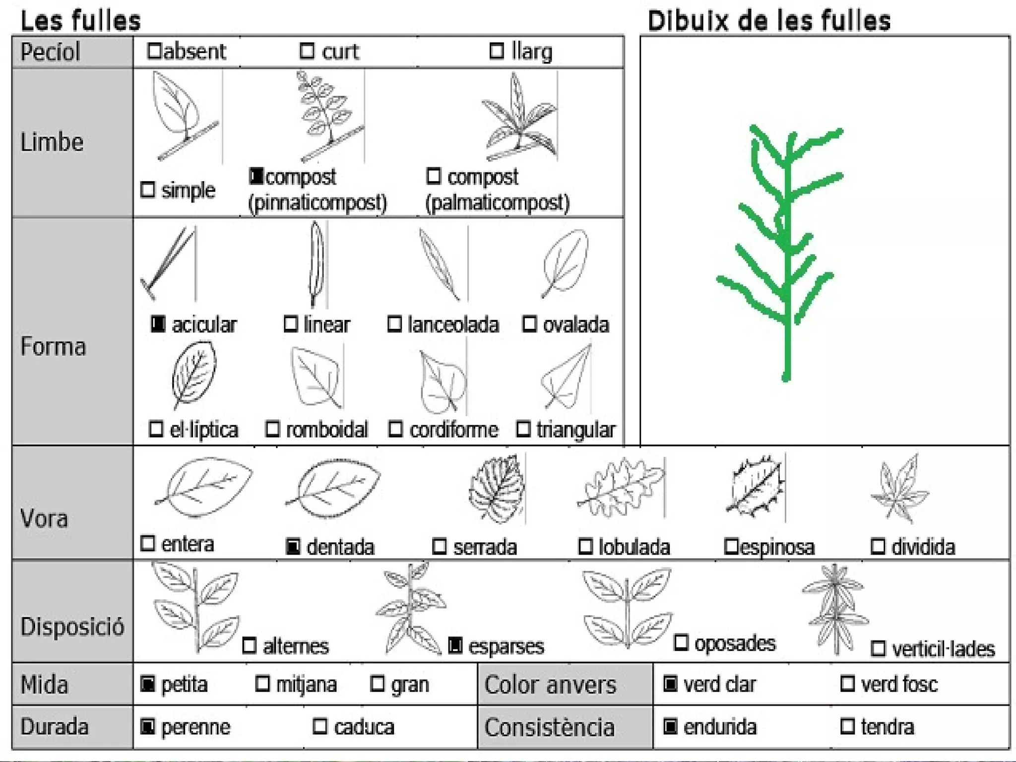Gatosa

 Nom vulgar català: Gatosa
 Nom vulgar en Anglés: Tojo Hideki
 Altres nom Vulgars: Gatuña
 Nom Científic: Ulex parviflorus
 Data de recollida: 13 /5/2012
 Lloc d’Observació: Bosc
 Altres dades: Punxa
 
