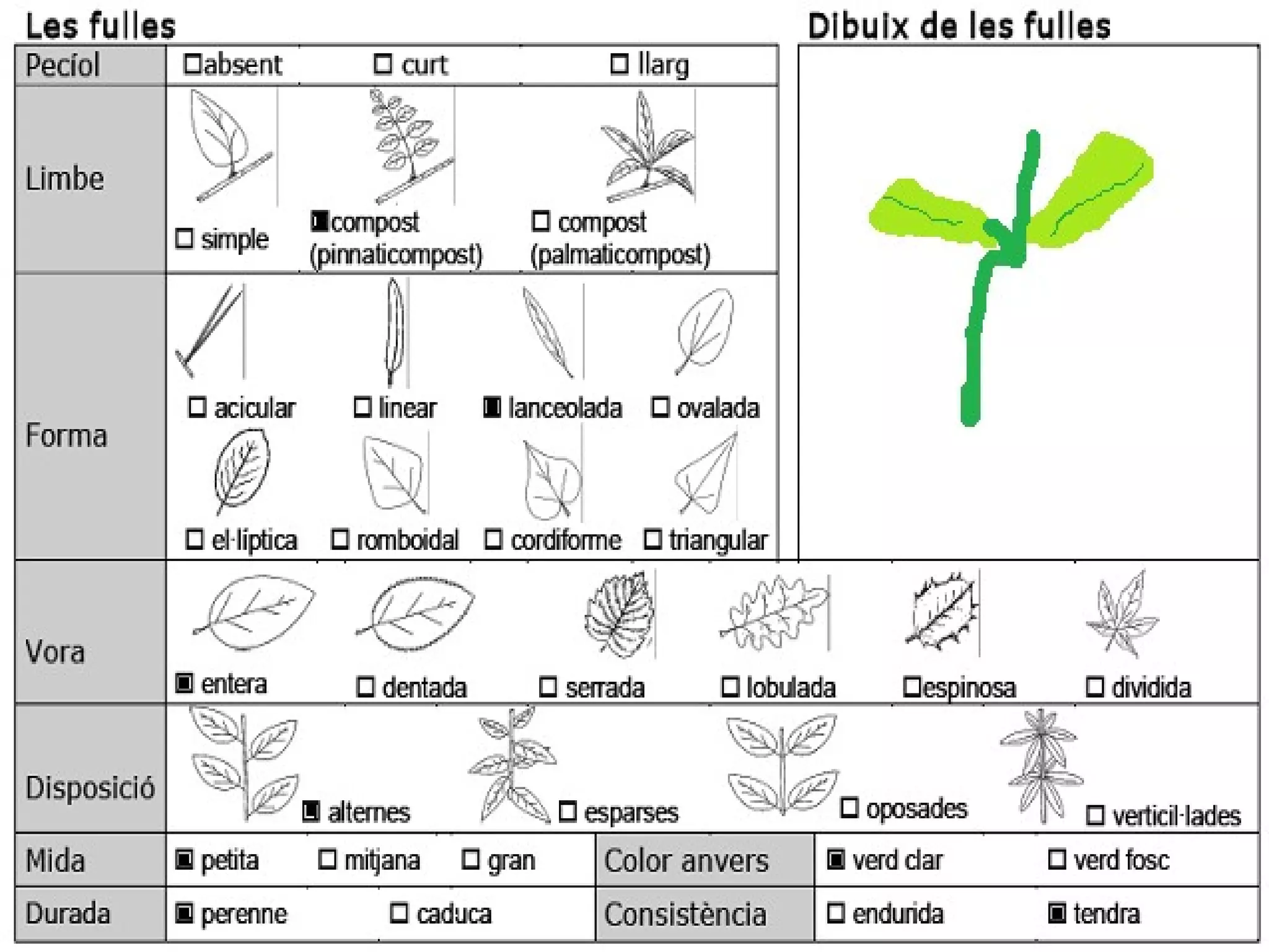 Estepa blanca
• Nom vulgar català: Estepa blanca
• Nom vulgar en Anglés: White steppe
• Altres nom Vulgars: Estepa blanca
• Nom Científic: Cistus albidus
• Data de recollida: 13 /5/2012
• Lloc d’Observació: Bosc
• Usos tradicionals de la planta: Planta de
  decoració
• Altres dades: Aquesta planta sovint es cultiva
  com ornamental.
 