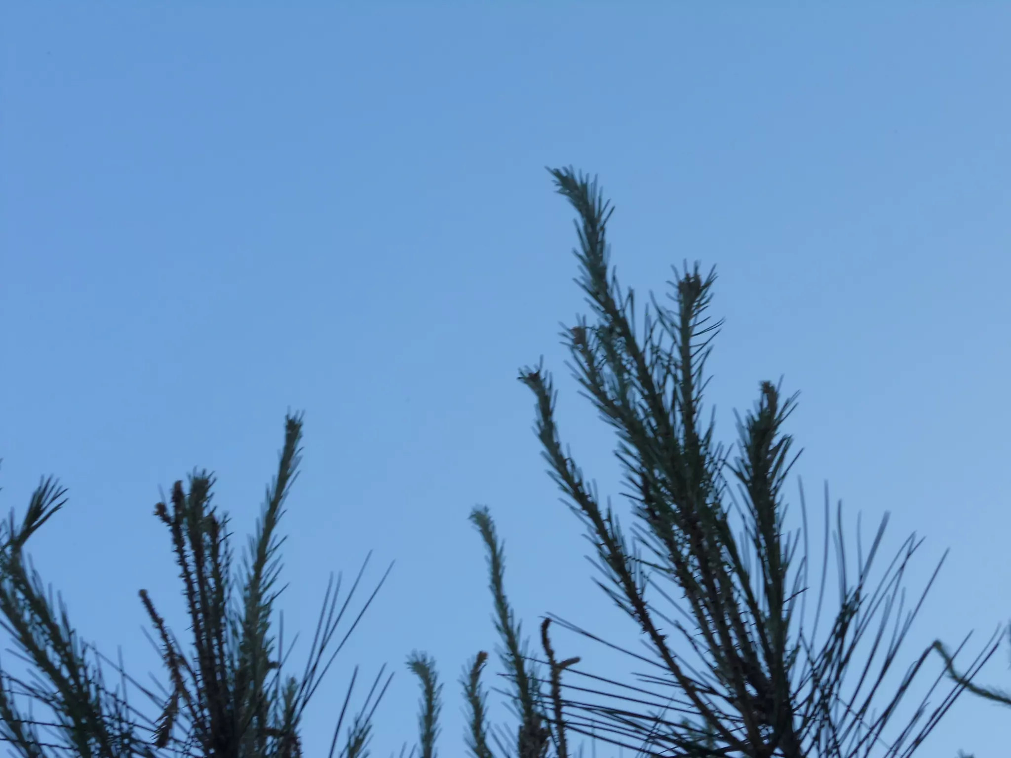 Pi blanc
   Nom vulgar català: Pi blanc
   Nom vulgar en Anglés: Aleppo pine
   Altres nom Vulgars: Pino Carrasco
   Nom Científic: Pinus halepensis
   Data de recollida: 13 /5/2012
   Lloc d’Observació: Bosc
   Usos tradicionals de la planta: La fusta es fa servir
    per fer caixes per la fruita i pasta de paper. És utilitzat
    en la repoblació forestal per la seva capacitat per
    colonitzar terrenys pobres i secs .
   Altres dades: Fa pinyes.
 