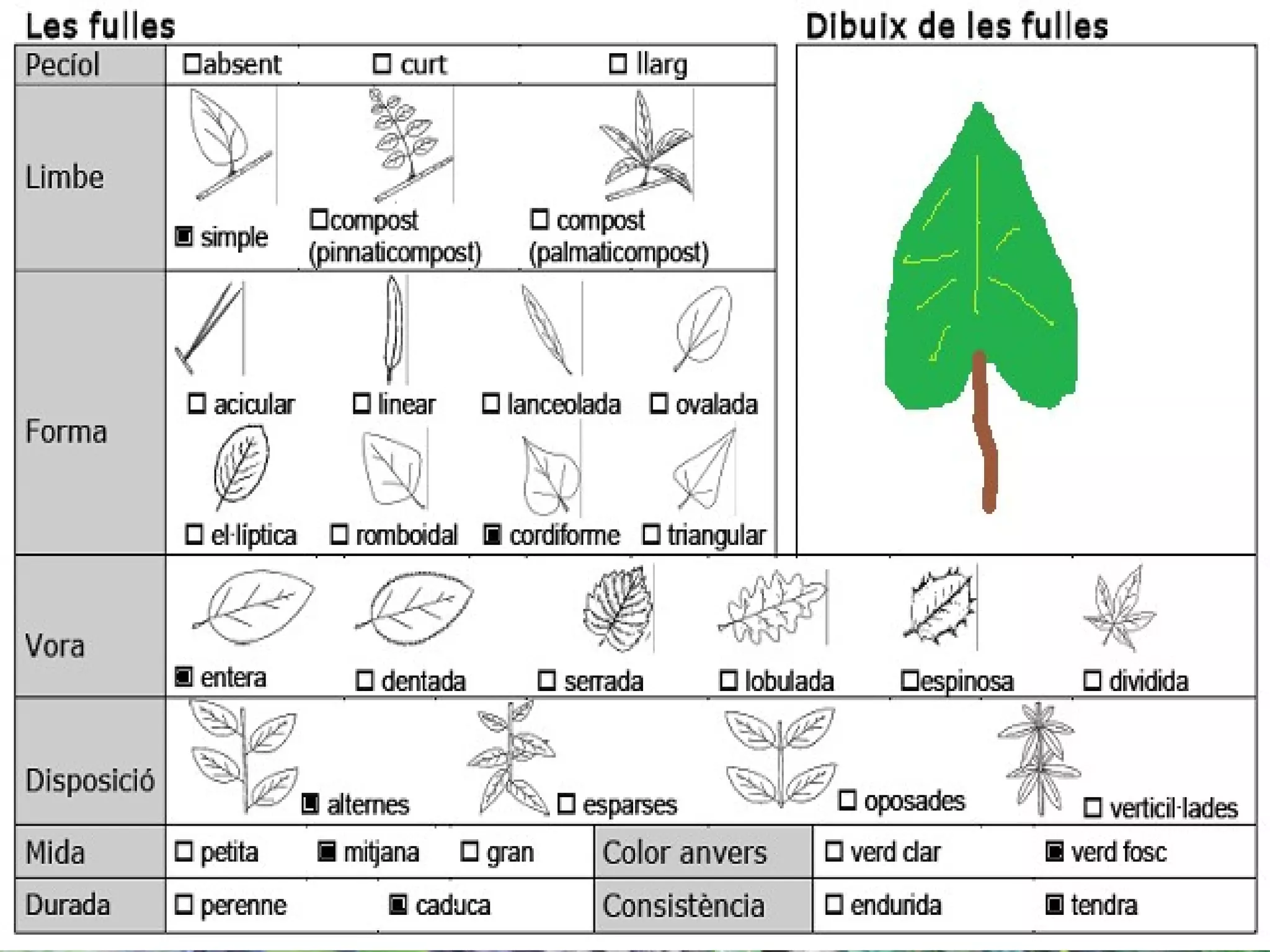 Heura
 Nom vulgar català: Heura
 Nom vulgar en Anglés: ivy
 Altres nom Vulgars: Hiedra
 Nom Científic: Hedera helix
 Data de recollida: 13 /5/2012
 Lloc d’Observació: Bosc
 Usos tradicionals de la planta: Els fruits
  s'utilitzaven com a purgants.
 Altres dades: Els fruits són lleugerament
  verinosos
 
