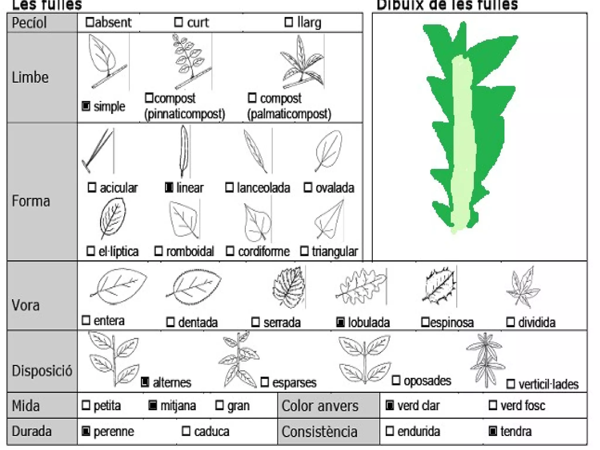 Dent de lleó
• Nom vulgar català: Dent de lleó
• Nom vulgar en Anglés: dandelion
• Altres nom Vulgar s: Diente de
  león
• Nom Científic: Taraxacum
  officinale
• Data de recollida: 13 /5/2012
• Lloc d’Obser vació: Jardí
• Usos tr adicionals de la planta:
  Comestible
• Altres dades: Te moltes flors
 