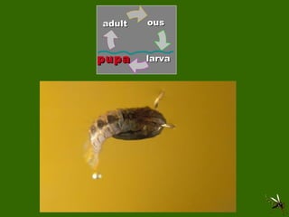 adult larva pupa ous 