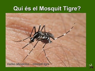 Qui és el Mosquit Tigre? Aedes albopictus – mosquit tigre 