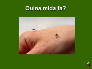 Quina mida fa? 
