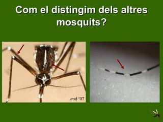 Com el distingim dels altres mosquits? 