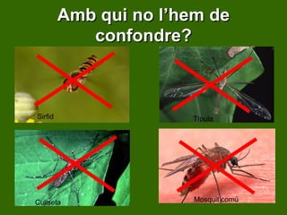 Amb qui no l’hem de confondre? Sirfid Típula Culiseta Mosquit comú 